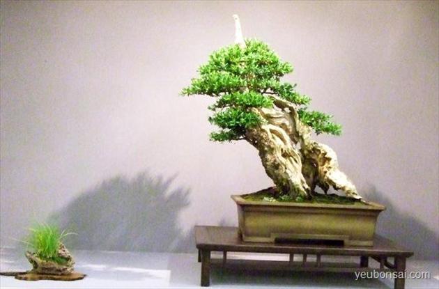 Bonsai, cây cảnh nghệ thuật, cay canh nghe thuat, cây thế, cay the, triển lãm cây cảnh nghệ thuật, trien lam cay canh nghe thuat